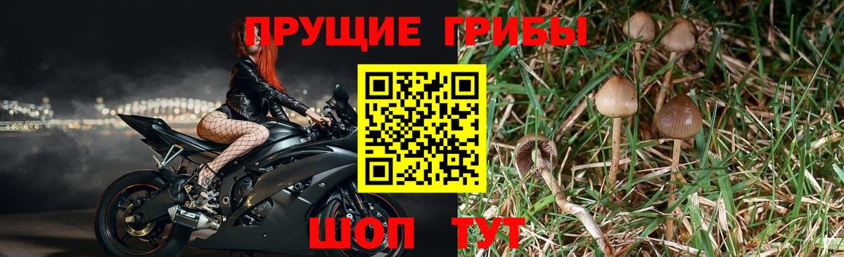 Псилоцибиновые грибы Cubensis  Псилоцибиновые грибы Magic Shrooms  Зеленогорск  Вход с VPN 